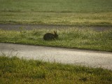 small image