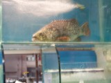 small image
