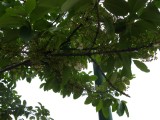 small image