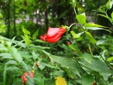 small image